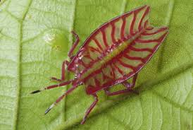 Attēlu rezultāti vaicājumam “Psallus sp.”