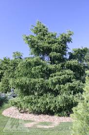 Attēlu rezultāti vaicājumam “Larix kaempferi”