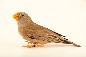 Image result for Bucanetes githagineus