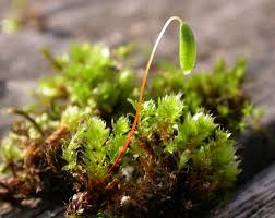 Attēlu rezultāti vaicājumam “Bryum capillare”