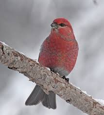 Image result for Pinicola enucleator