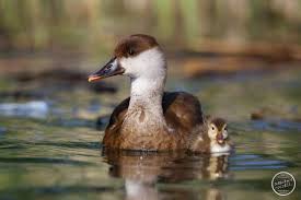 Image result for Netta rufina