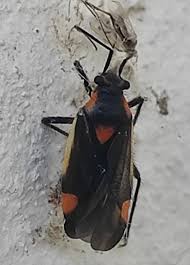 Attēlu rezultāti vaicājumam “Capsodes gothicus”