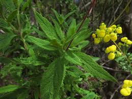 Image result for Calceolaria