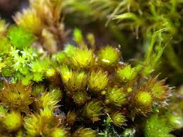 Attēlu rezultāti vaicājumam “Bryum neodamense macro”