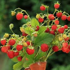 Attēlu rezultāti vaicājumam “Fragaria vesca fruit”