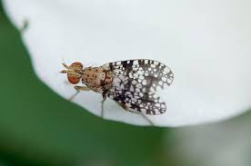 Attēlu rezultāti vaicājumam “Trypetoptera punctulata”