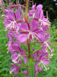 Attēlu rezultāti vaicājumam “Epilobium angustifolium fruit”