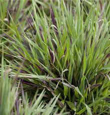 Attēlu rezultāti vaicājumam “Luzula pilosa bud”