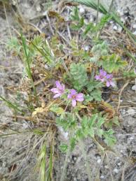 Attēlu rezultāti vaicājumam “Erodium cicutarium bud”
