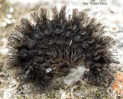 Attēlu rezultāti vaicājumam “Cybosia mesomella”