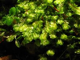 Attēlu rezultāti vaicājumam “Plagiochila asplenioides”