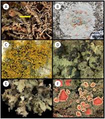 Attēlu rezultāti vaicājumam “Sclerophora pallida”