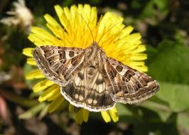 Attēlu rezultāti vaicājumam “Protoschinia scutosa”