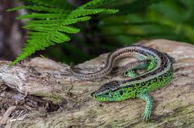 Attēlu rezultāti vaicājumam “Lacerta agilis male”