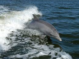 Image result for Durley Dolphin Diver