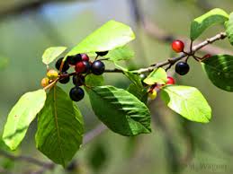 Attēlu rezultāti vaicājumam “Ancylis apicella”