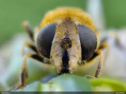 Attēlu rezultāti vaicājumam “Eristalis sp.”