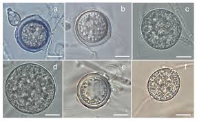 Attēlu rezultāti vaicājumam “Sanionia uncinata  sporophyte”