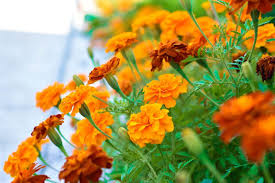 Attēlu rezultāti vaicājumam “Tagetes flower”