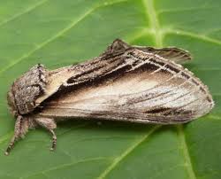 Attēlu rezultāti vaicājumam “Pheosia tremula”