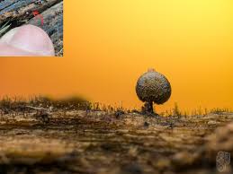 Attēlu rezultāti vaicājumam “Colloderma oculatum macro”