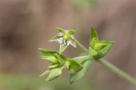 Attēlu rezultāti vaicājumam “Arenaria serpyllifolia flower”