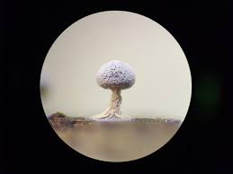 Attēlu rezultāti vaicājumam “Didymium squamulosum spores”