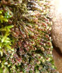 Attēlu rezultāti vaicājumam “Scapania undulata”