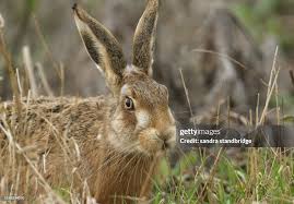Attēlu rezultāti vaicājumam “Lepus europaeus”