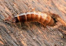 Attēlu rezultāti vaicājumam “Denticollis linearis”