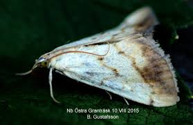 Attēlu rezultāti vaicājumam “Evergestis extimalis”