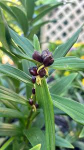 Attēlu rezultāti vaicājumam “Lilium lancifolium bud”
