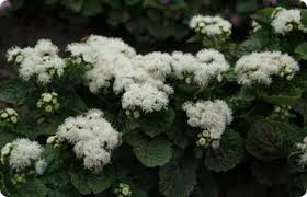 Image result for Ageratum houstonianum