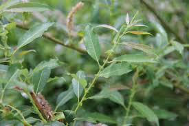 Attēlu rezultāti vaicājumam “Salix triandra”