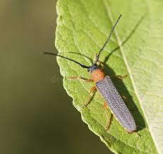 Attēlu rezultāti vaicājumam “Oberea oculata”