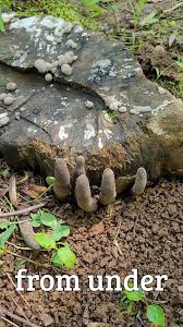 Attēlu rezultāti vaicājumam “Xylaria polymorpha”