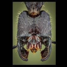 Attēlu rezultāti vaicājumam “Licea castanea macro”