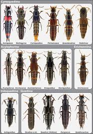 Attēlu rezultāti vaicājumam “Staphylinidae”