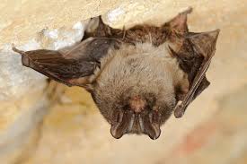 Attēlu rezultāti vaicājumam “Barbastella barbastellus”