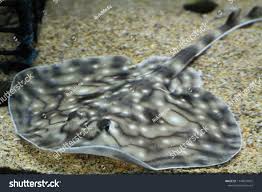 Image result for Raja undulata