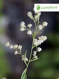 Attēlu rezultāti vaicājumam “Lepidium latifolium”