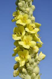 Attēlu rezultāti vaicājumam “Verbascum densiflorum flower”