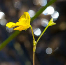 Attēlu rezultāti vaicājumam “Utricularia intermedia bud”