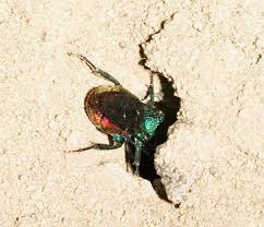 Attēlu rezultāti vaicājumam “Hedychrum sp.”