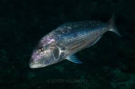 Image result for Dentex dentex