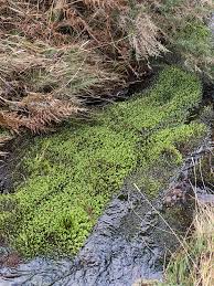 Attēlu rezultāti vaicājumam “Platyhypnidium riparioides”