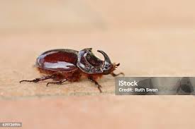 Attēlu rezultāti vaicājumam “Oryctes nasicornis male”