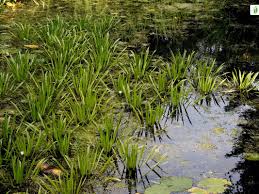 Attēlu rezultāti vaicājumam “Stratiotes aloides leaf”