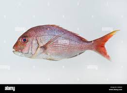 Image result for Pagrus